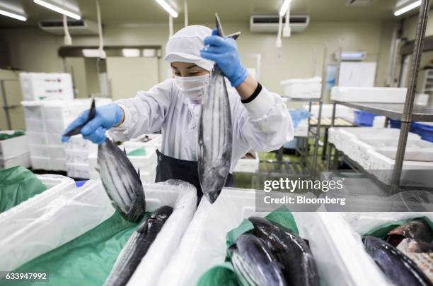 Distribution Network Fish 18 Inside The Csn Fish Processing And Distribution Center At Haneda ...