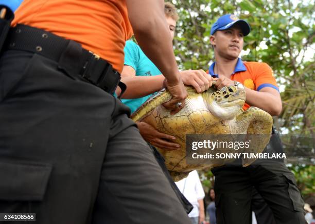 Turtle Shell Police 266 Turtle Island Bali Stock Photos, High-Res Pictures, and Images ...