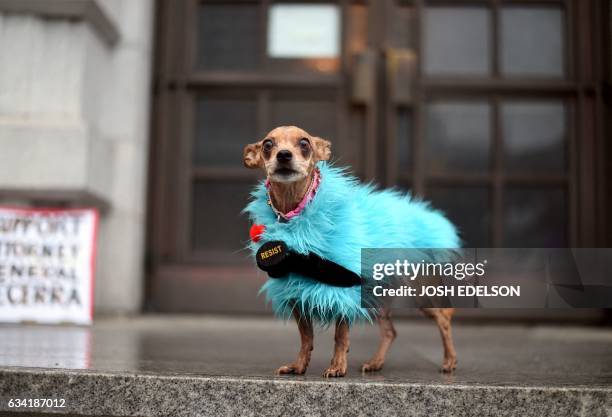 Dog named "Doggie" stands in front of the United States Court of Appeals for the Ninth Circuit in San Francisco, California on February 7, 2017. - A...