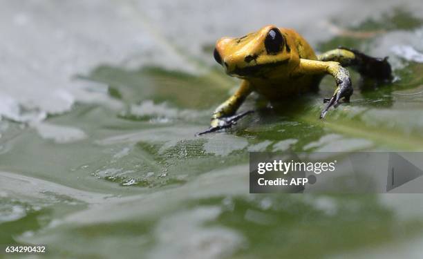 Three-month old Golden Frog is photographed at a the laboratory of Santa Fe zoo in Medellin, Colombia, on February 8, 2017. The Golden Frog, the most...