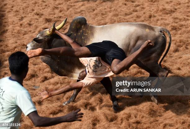 An Indian bull throws a 'bullfighter' during an annual bull taming event "Jallikattu" in the village of Palamedu on the outskirts of Madurai on...