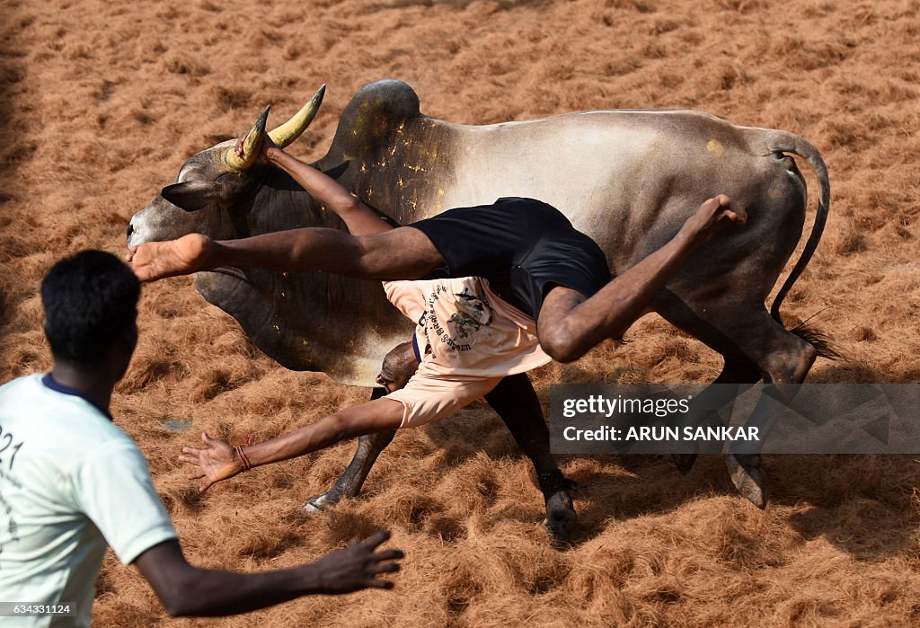 TOPSHOT-INDIA-ANIMAL-BULLFIGHTING