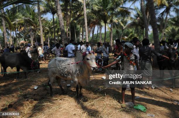 Indian participants line up their bulls during an annual 'Jallikattu' bulltaming in the village of Palamedu on the outskirts of Madurai on February...