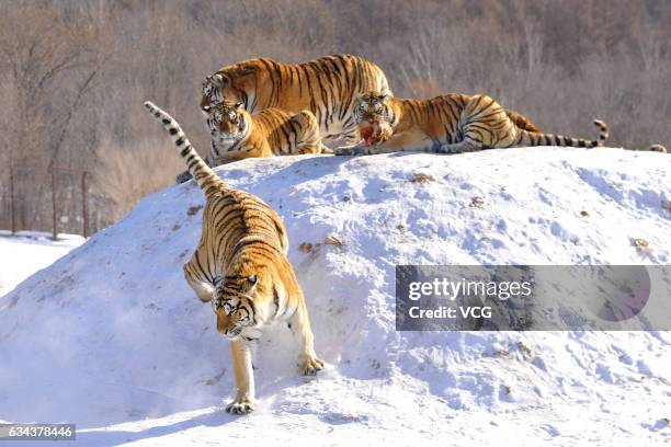 Siberian Tiger Prey Photos and Premium High Res Pictures - Getty Images