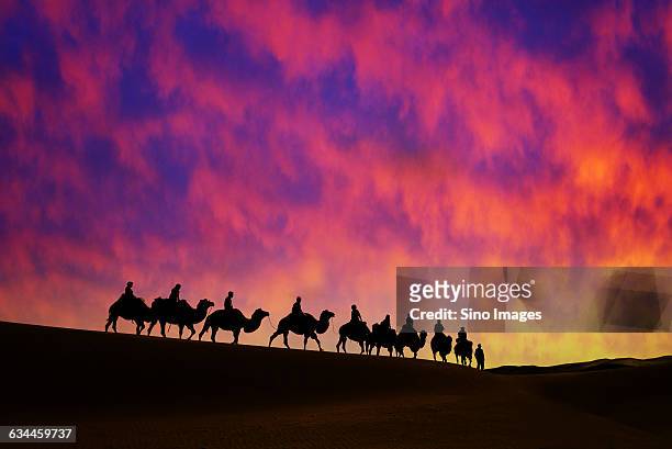 camels in desert - silk road stock pictures, royalty-free photos & images