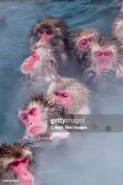 monkeys in the noboribetsu onsen - image ストックフォトと画像