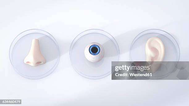 nose, eye and ear in petri dishes, 3d rendering - sensory perception 幅插畫檔、美工圖案、卡通及圖標