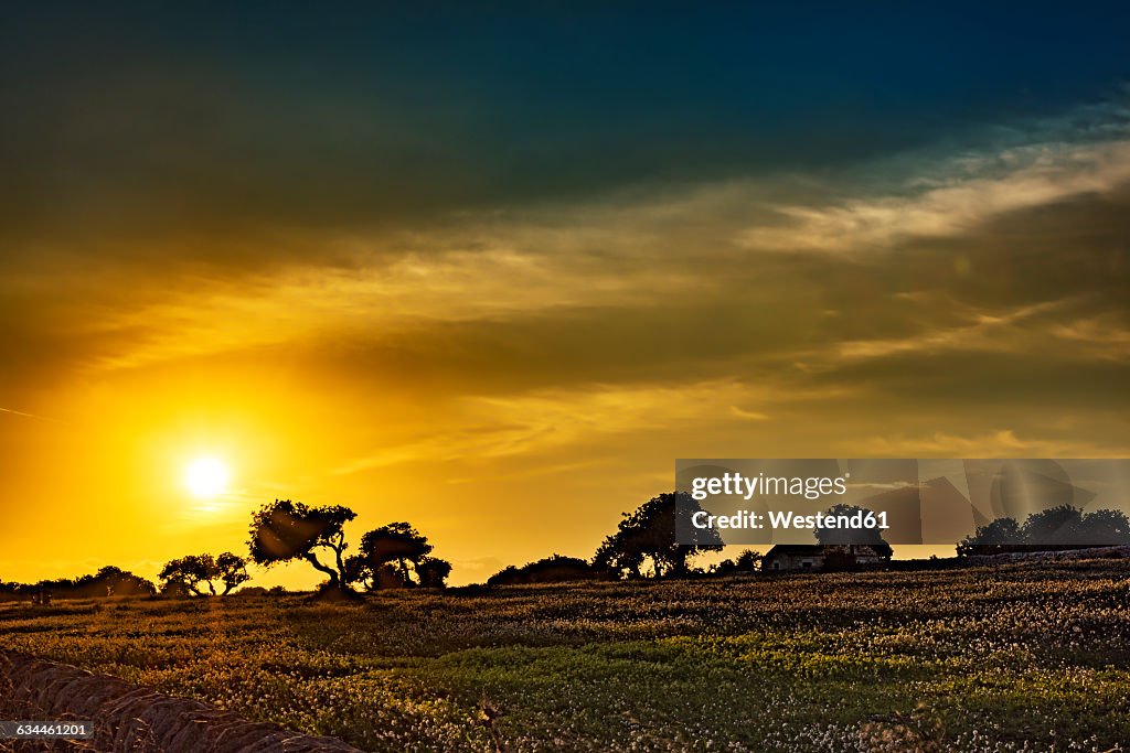 Sicily, carob trees at sunset