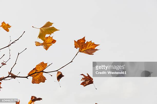 autumn leaves flying in the wind - leaf blowing stock pictures, royalty-free photos & images