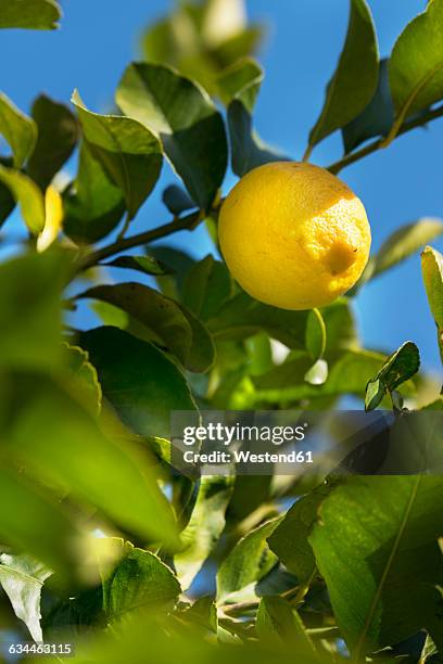 sicily, noto, organic lemon, tree - lemon tree stockfoto's en -beelden