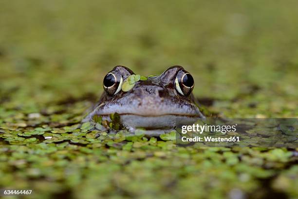 170 Frog Trap Stock Photos, High-Res Pictures, and Images - Getty Images