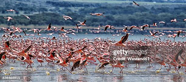 kenya, great rift valley, lake nakuru, lesser flamingos - lake nakuru stock pictures, royalty-free photos & images