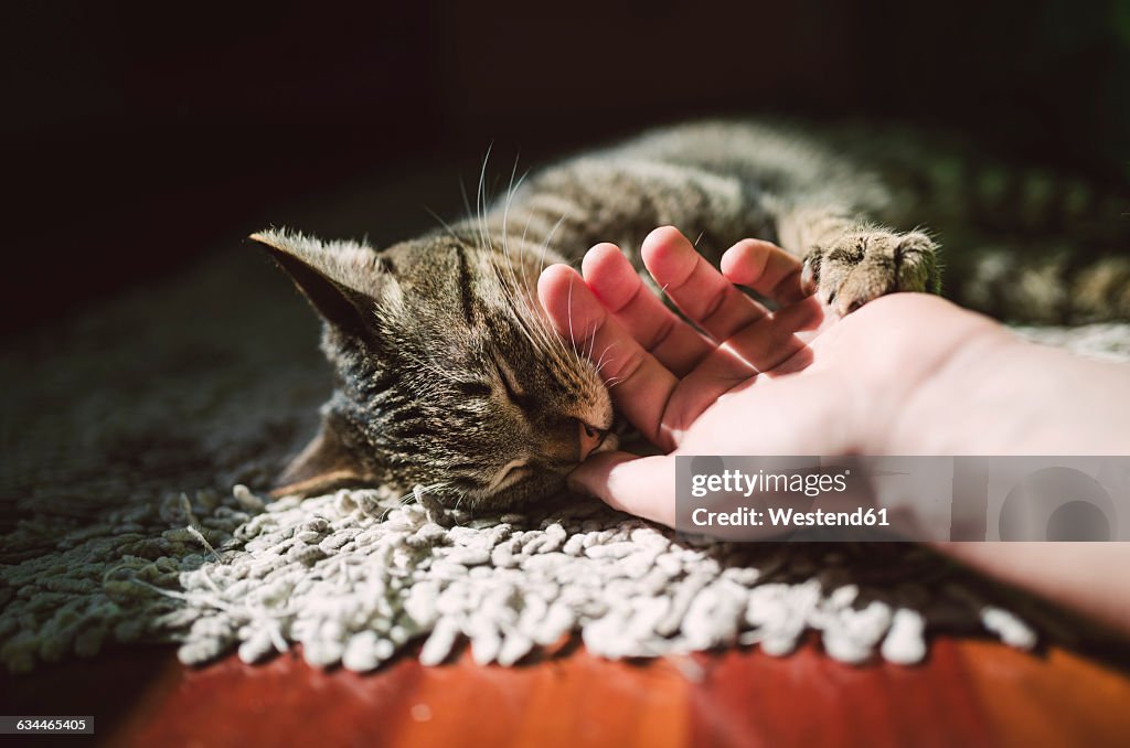 Man's hand stroking tabby cat