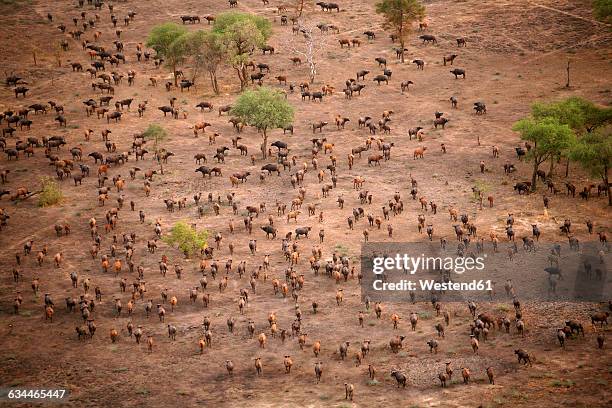 chad, zakouma national park, aerial view of herd of african buffalo, on the move - animal behavior stock-fotos und bilder