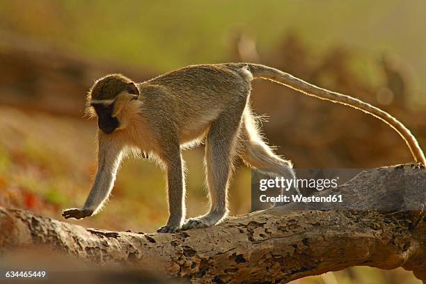 Cercopithecini 12 Cercopithecini Stock Photos, High-Res Pictures, and Images - Getty ...