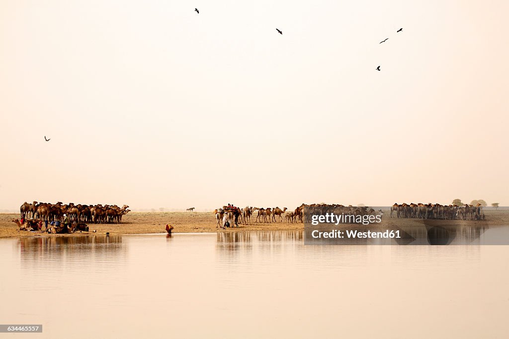 Chad, Nomads with their herds of camels on lake Gara