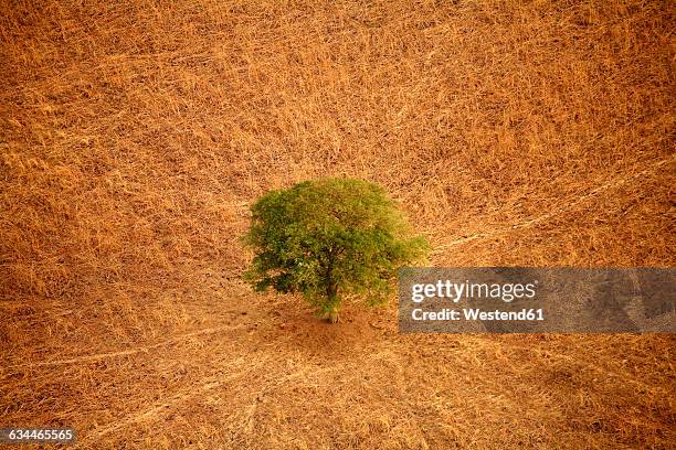 chad, zakouma national park, acacia desolate in the savannah - parc national de zakouma photos et images de collection
