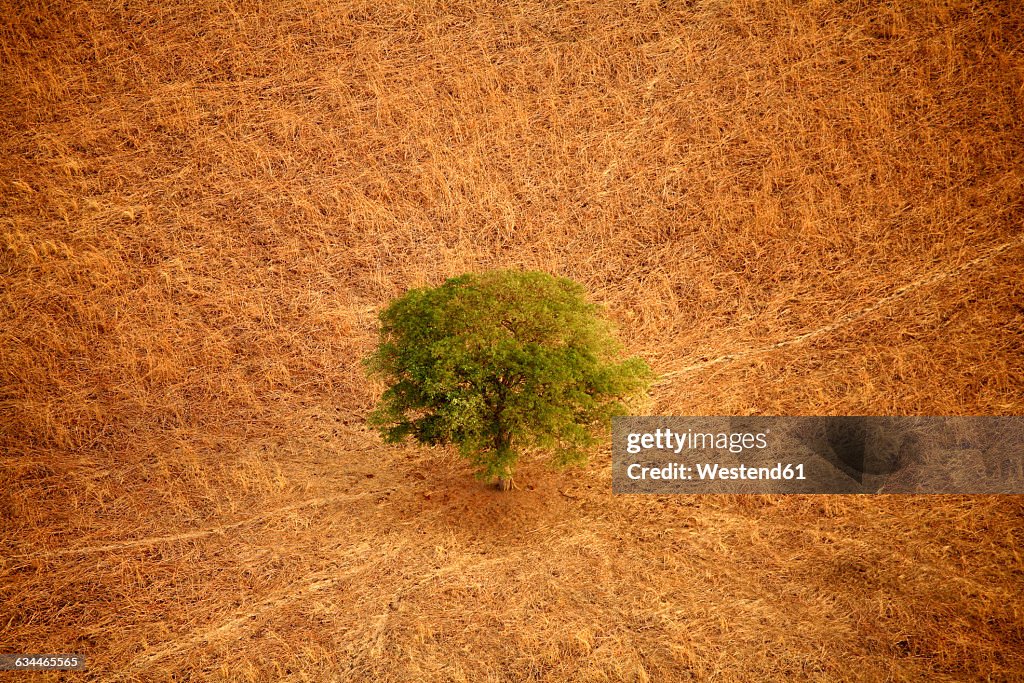 Chad, Zakouma National Park, Acacia desolate in the savannah