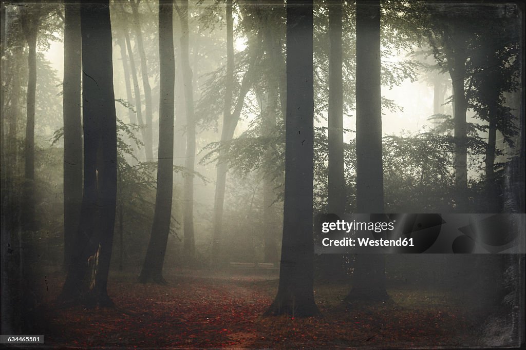 Germany, forest in fog