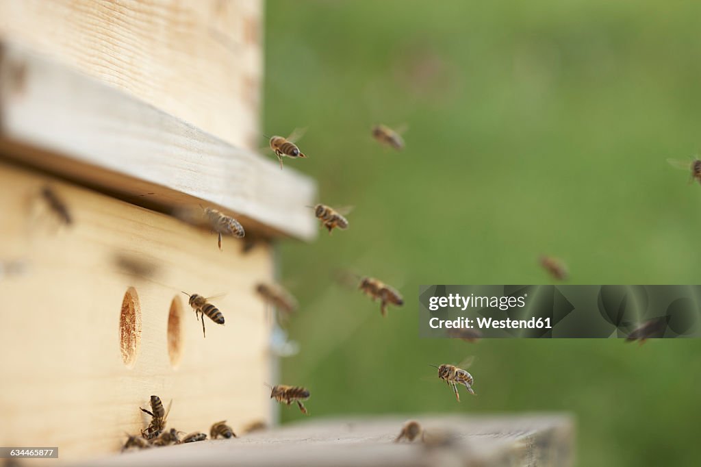 Bees approaching beehive