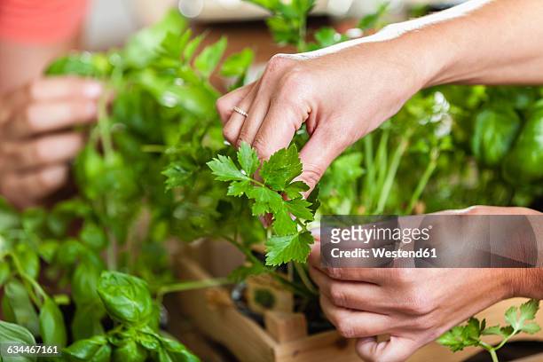 hands plucking leaves from herbs - persilja bildbanksfoton och bilder