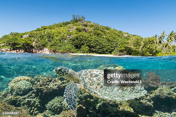 seychelles, big sister island, hawksbill sea turtle, eretmochelys imbricata - seychelles 個照片及圖片檔