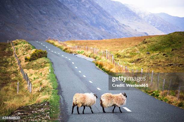 ireland, sheep on a country road in connemara - connemara stock-fotos und bilder