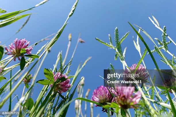 red clover on a meadow in front of blue sky seen from below - clover sprouts stock pictures, royalty-free photos & images
