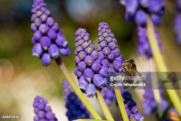 honey bee on muscari flower - grape hyacinth stock pictures, royalty-free photos & images