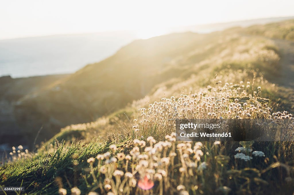 France, Brittany, Roscanvel, heather growing at the coast
