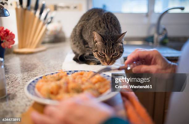 Tabby cat watching owner preparing food in the kitchen