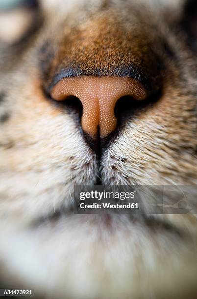 cat nose, close-up - nariz de animal fotografías e imágenes de stock