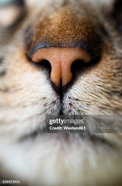 cat nose, close-up - animal nose stockfoto's en -beelden