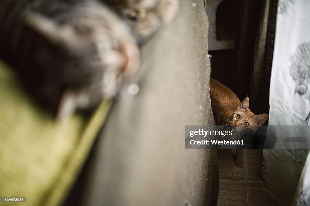 Tabby cat stalking other cat at home