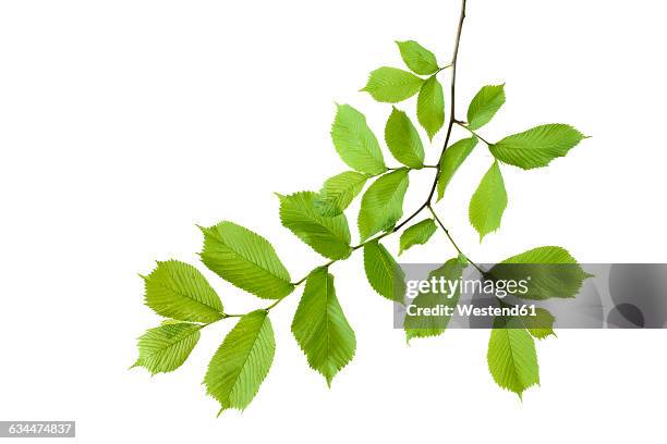 elm, ulmus minor, ulmaceae, leaves against white background - ulmaceae stock pictures, royalty-free photos & images