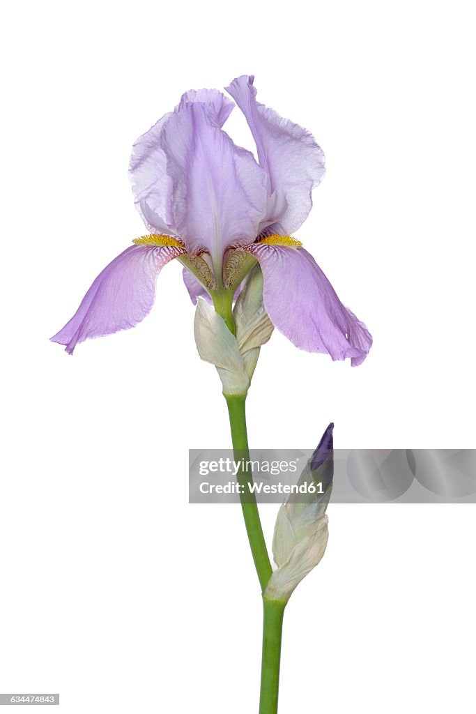 Iris flower and bud, white background
