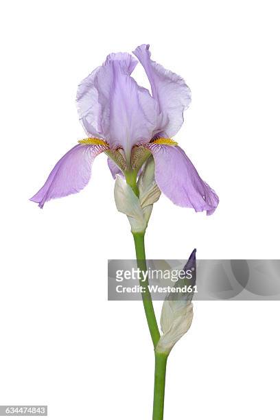iris flower and bud, white background - the purple iris stock pictures, royalty-free photos & images