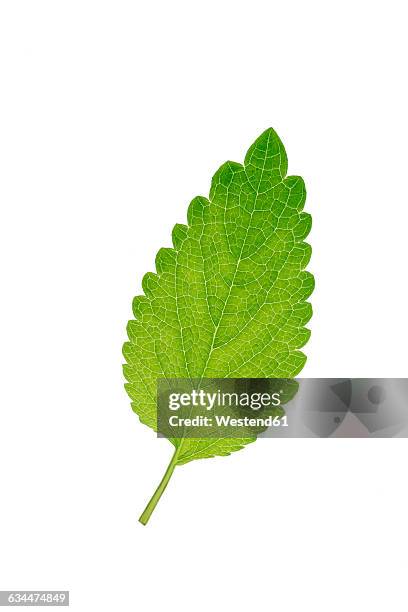 mint leaf, mentha, white background - mint leaf stock-fotos und bilder