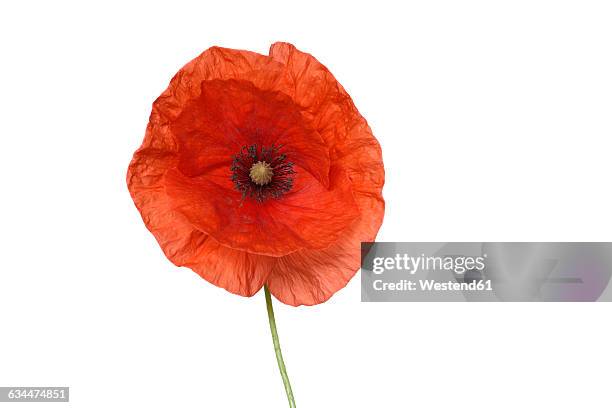 red poppy or corn poppy, papaver rhoeas, white background - fleur de pavot photos et images de collection