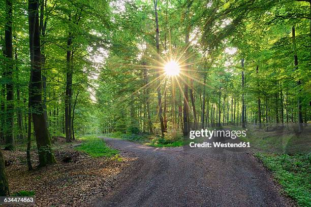 germany, bavaria, franconia, spessart, track in forest, sun with sunbeams - 分かれ道 ストックフォトと画像