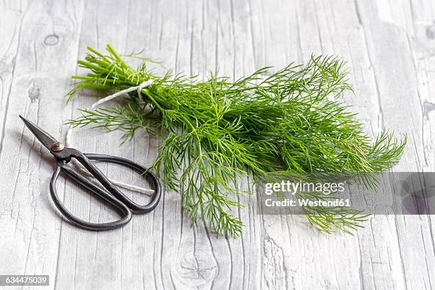 bunch of dill and scissors on wood - dill stock-fotos und bilder