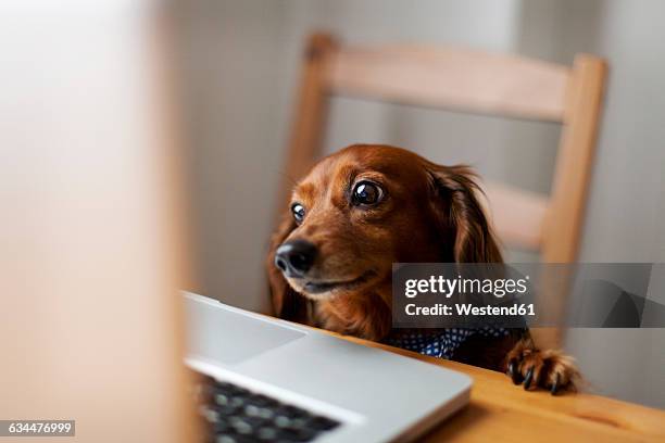 long-haired dachshund looking at laptop - hund nicht mensch stock-fotos und bilder