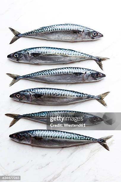 row of six sardines on white marble - sardine stock pictures, royalty-free photos & images