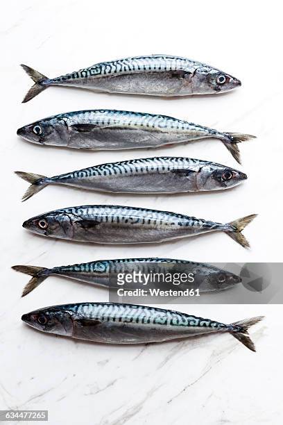 row of six sardines on white marble - sardine imagens e fotografias de stock
