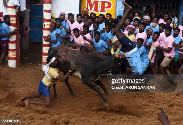 An Indian bull flips a man as people watch during an annual bull taming event "Jallikattu" in the village of Allanganallur on the outskirts of...
