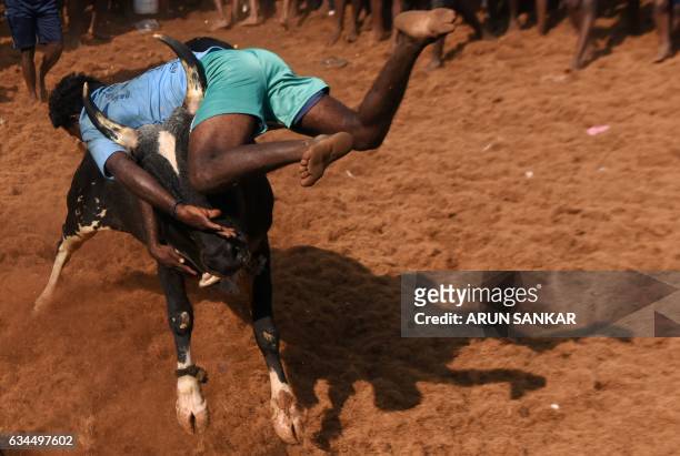 An Indian bull throws a man during an annual bull taming event "Jallikattu" in the village of Allanganallur on the outskirts of Madurai on February...