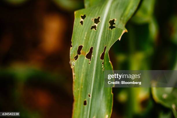 Infested Corn Field The Alien Corn Photos and Premium High Res Pictures - Getty Images