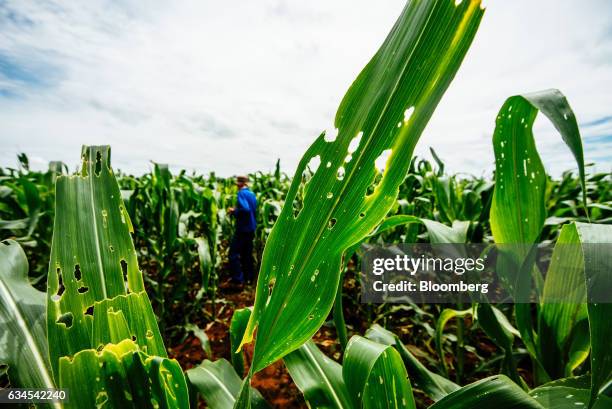 Infested Corn Field The Alien Corn Photos and Premium High Res Pictures - Getty Images