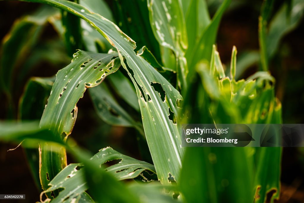 Infested Corn Field The damaged leaves of corn plants caused by an infestation of fall ...