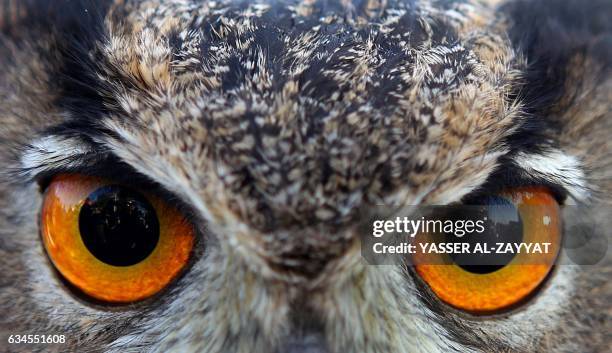An Eurasian Eagle Owl is displayed at a shopping festival in Kuwait city on February 10, 2017. -